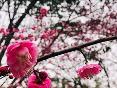 -重庆彩云湖湿地公园
