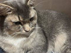 -MOCHA明星猫咖(田子坊店)