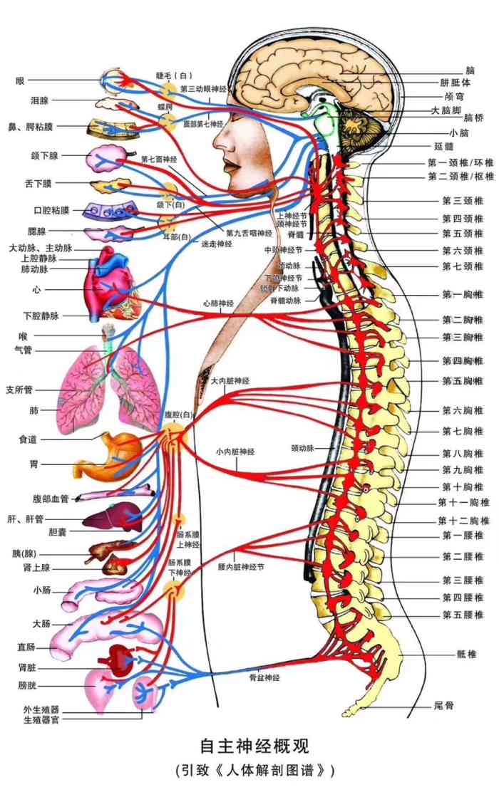 女性身体部位平面图图片