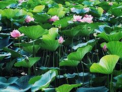 -BONCAKE裱花蛋糕(万象汇店)