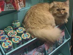-小时光咖啡馆(开森度假森林店)