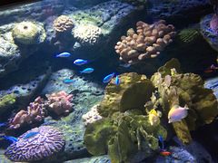 -暹罗海洋世界