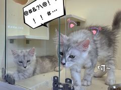 -十年猫舍·猫咪专门店(普陀店)