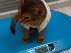 -顺强宠物诊所·狂犬免疫·夜诊·骨科(嘉定店)