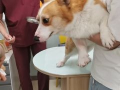 -宠福鑫康馨动物医院·骨科·眼科