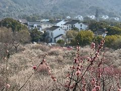 -香雪海