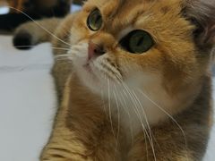 -猫小院猫主题餐厅(南锣旗舰店)