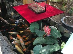 -上海大自然野生昆虫馆