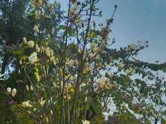 春天的山坡上-中国移动南方基地