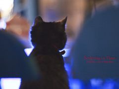 -Sirena海妖日咖夜酒