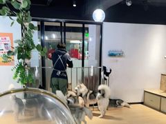 -Husky Go! 哈士奇体验馆·宠物咖啡厅狗咖