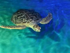 -正佳极地海洋世界