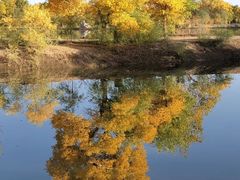 -金塔沙漠胡杨林景区