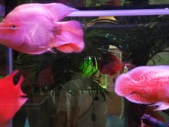 -龟与熊猫宠物公园(南坪店)