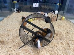 -怪兽屋·羊驼·猫咖·狗咖(俊华广场店)