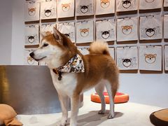 -柴务处·柴犬主题狗咖