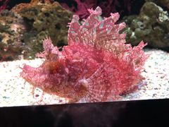 -暹罗海洋世界