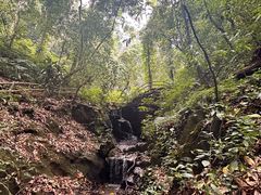 -莫里热带雨林景区