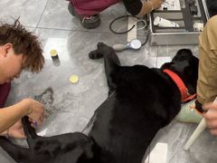 -美联众合爱康动物医院•复杂内科•肿瘤科•牙科•腔镜诊疗中心