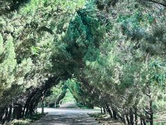 -洛阳市隋唐城遗址植物园