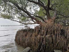 -宝安西湾红树林湿地公园