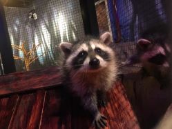 -酷嗒动物文化乐园(cutezoo西溪乐天城店)