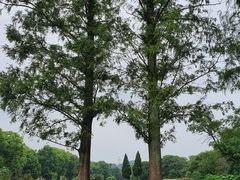 -紫金山山顶公园