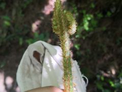 -木兰云雾山
