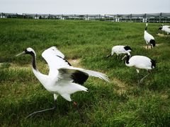 -盐城丹顶鹤湿地生态旅游区