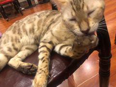 -猫小院猫主题咖啡厅(北锣店)