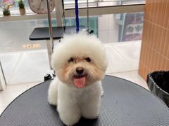 -爱宠屋pet shop·宠物洗澡·宠物美容