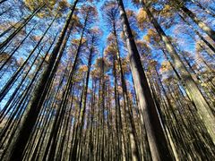 -山王坪喀斯特国家生态公园