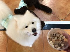 -more than meow吴止猫主题餐厅(承德 中船汇店)