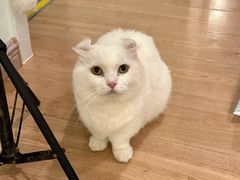 -MOYOYO猫咪咖啡店