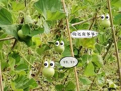 -八卦田遗址公园