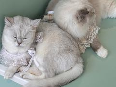 -怪兽屋·羊驼·猫咖·狗咖(俊华广场店)