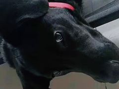 -子乐宠物医院