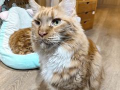 -MOCHA明星猫咖(田子坊店)