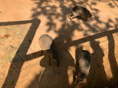 -泉州海丝野生动物世界