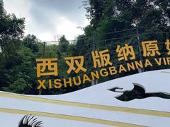 -西双版纳原始森林公园