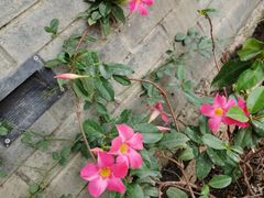 -十一街苍蝇馆子(九眼桥十一街店)