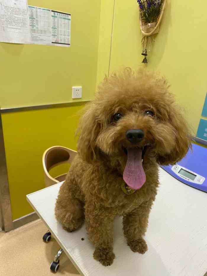 瑞派宠物医院·猫科·异宠(永乐路店)-"我家狗子皮肤病一年多了,为了