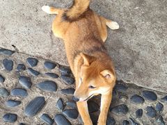 -柴犬高等学院·狗咖·柴犬售卖·宠物训练