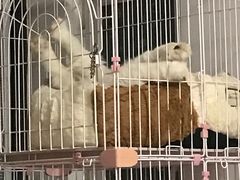 -安安宠医·安宠宠物医院