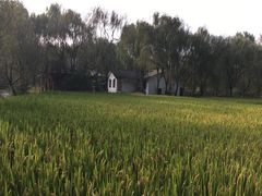 -溱湖国家湿地公园