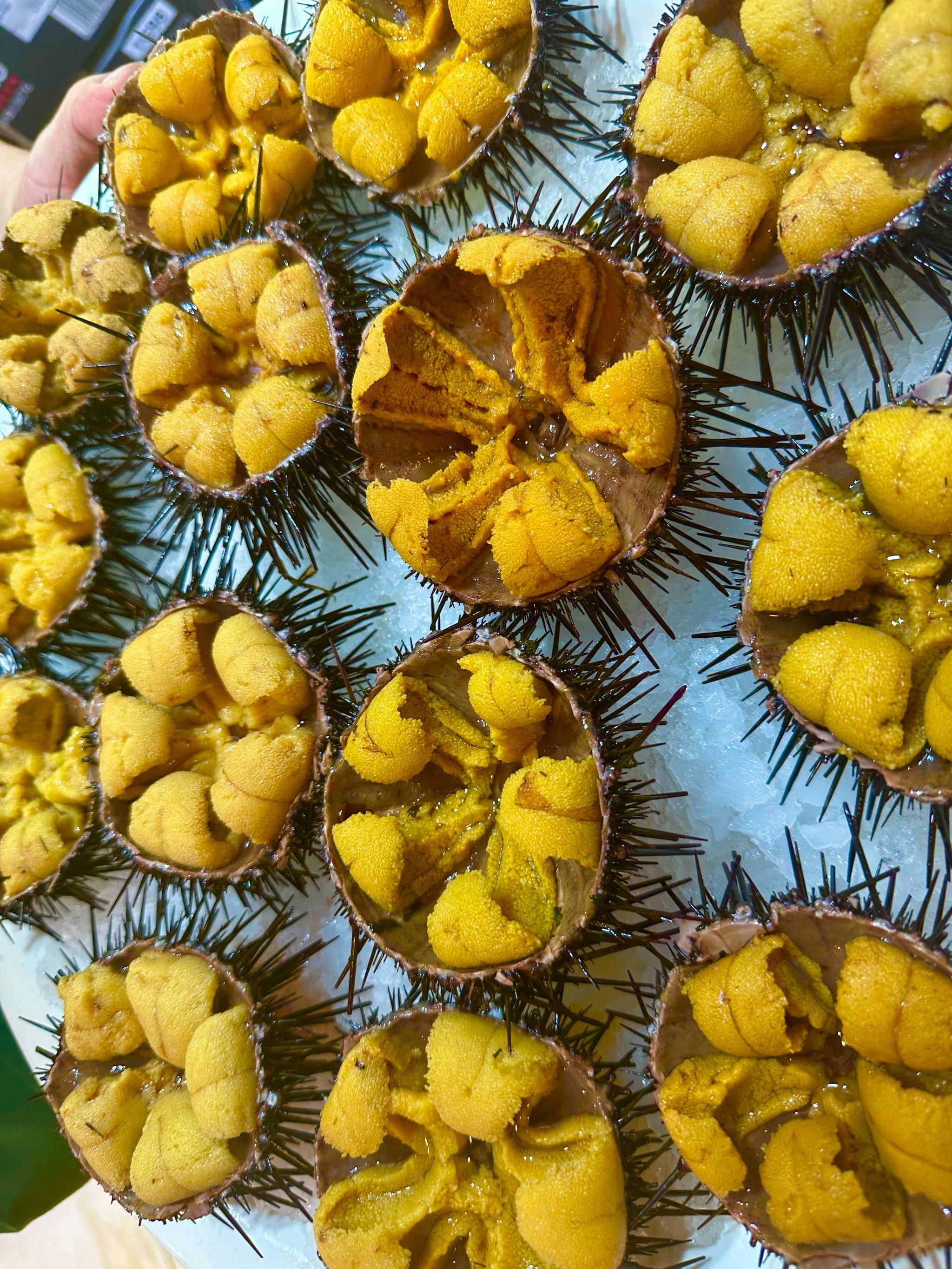 小平岛海胆是一种常见的海洋生物,它是一种