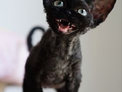 -纳吉亚猫专科动物医院博雅分院