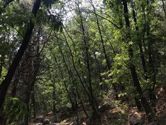 -阳台山自然风景区