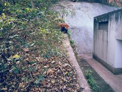 android_upload_pic-成都大熊猫繁育研究基地