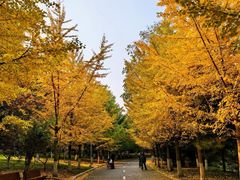 -长白岛森林公园